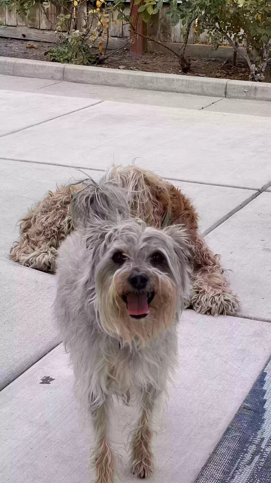 Lost dog in Bakersfield, CA, 93304