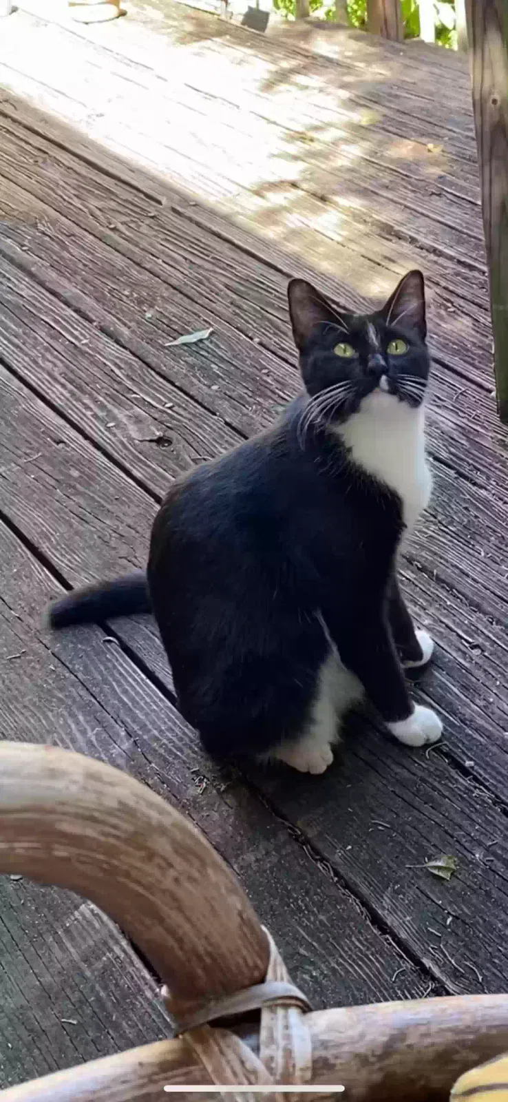 Lost cat in Austin, TX, 78705