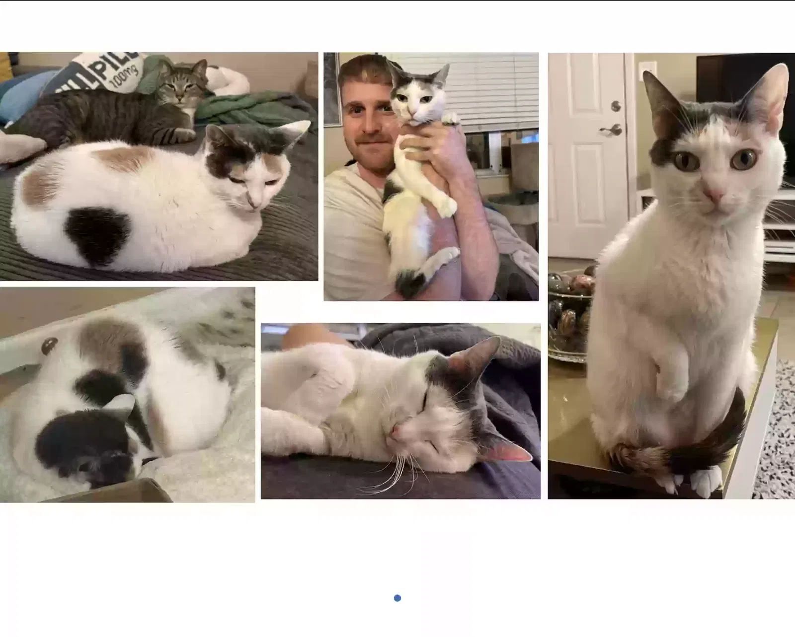 Lost cat in Tampa, FL, 33606