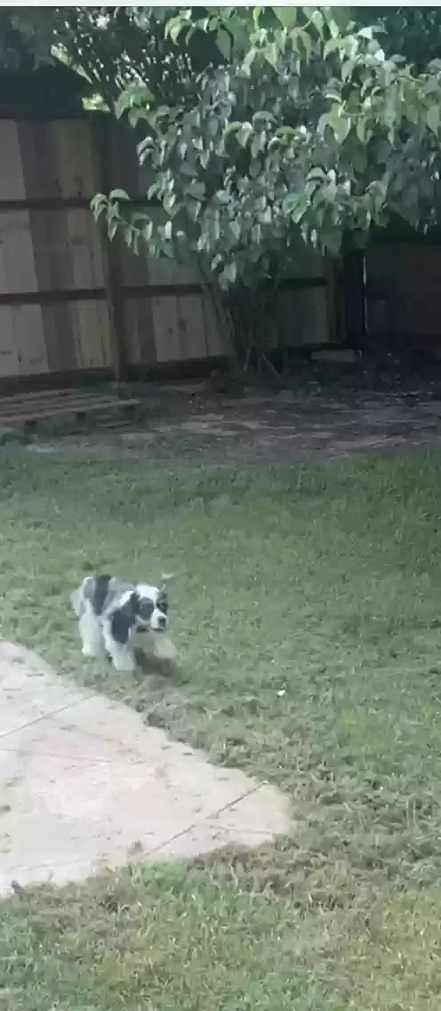 Lost dog in Fort Worth, TX, 76134