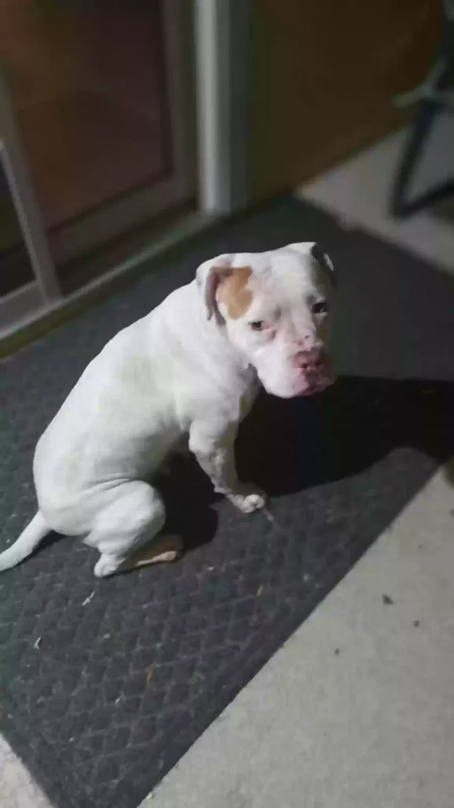 Found dog in Las Vegas, NV, 89129