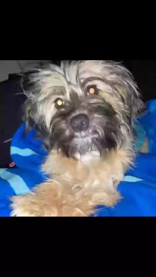 Lost dog in Riverside, CA, 92507