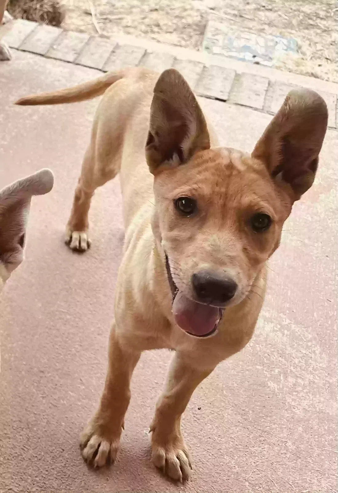 Found dog in Memphis, TN, 38128