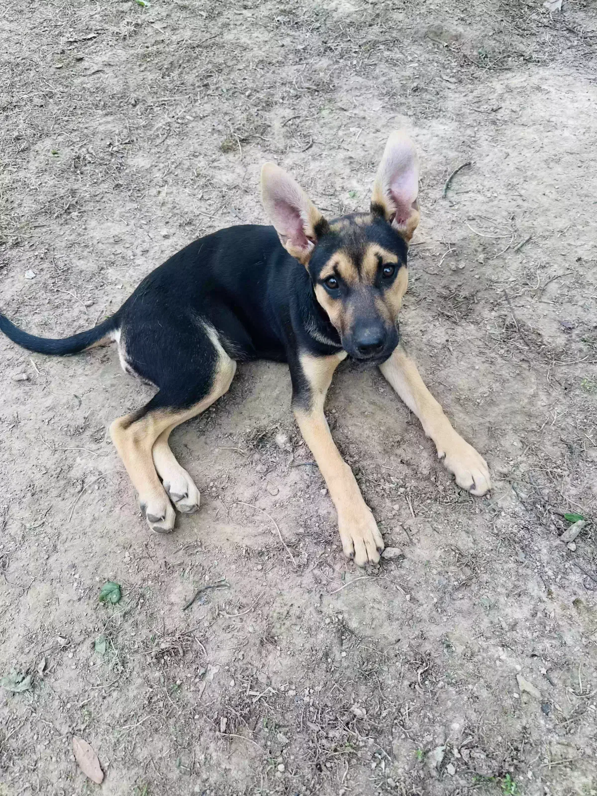 Found dog in Memphis, TN, 38128