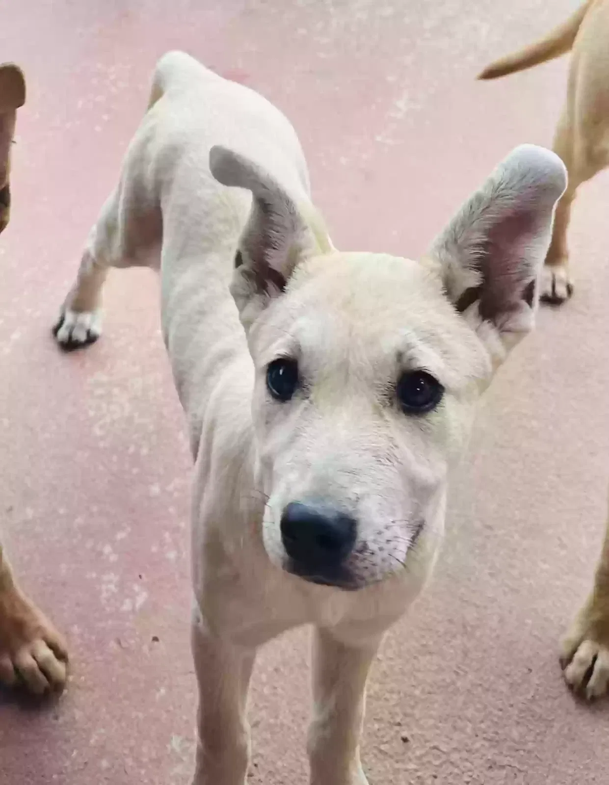 Found dog in Memphis, TN, 38128