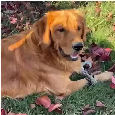 Lost dog in Madera, CA, 93638