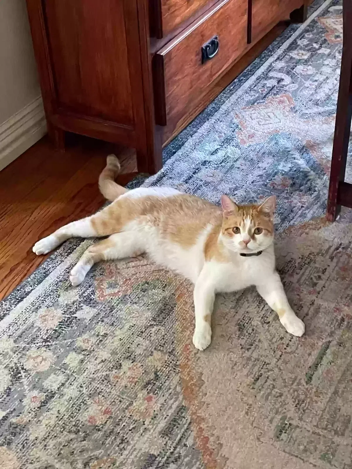 Lost cat in Dallas, TX, 75212
