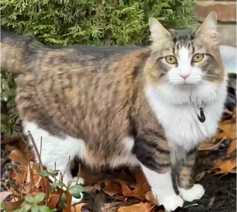 Lost cat in Carlsbad, CA, 92011
