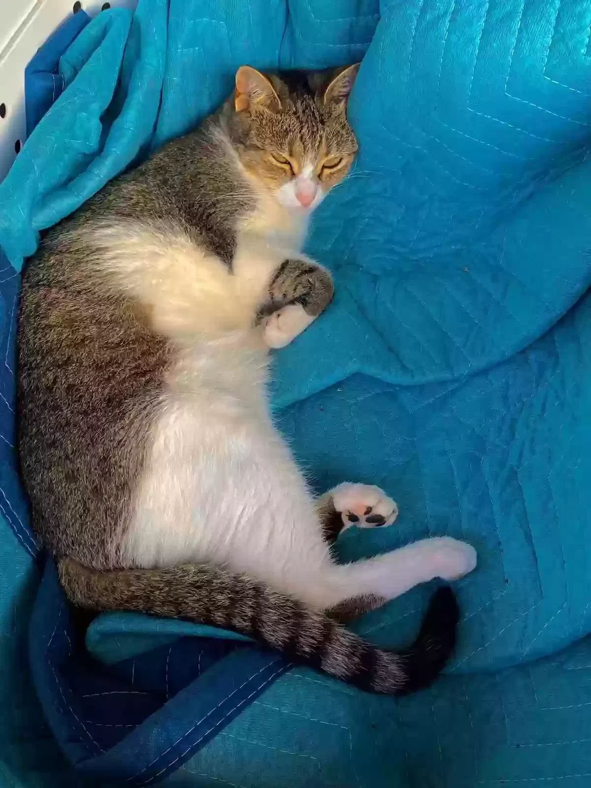 Lost cat in San Antonio, TX, 78260