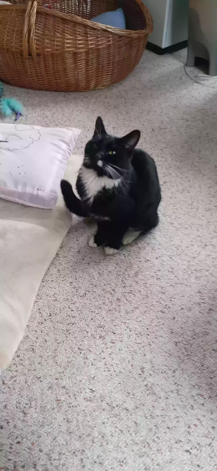 Found cat in Danbury, CT, 6811