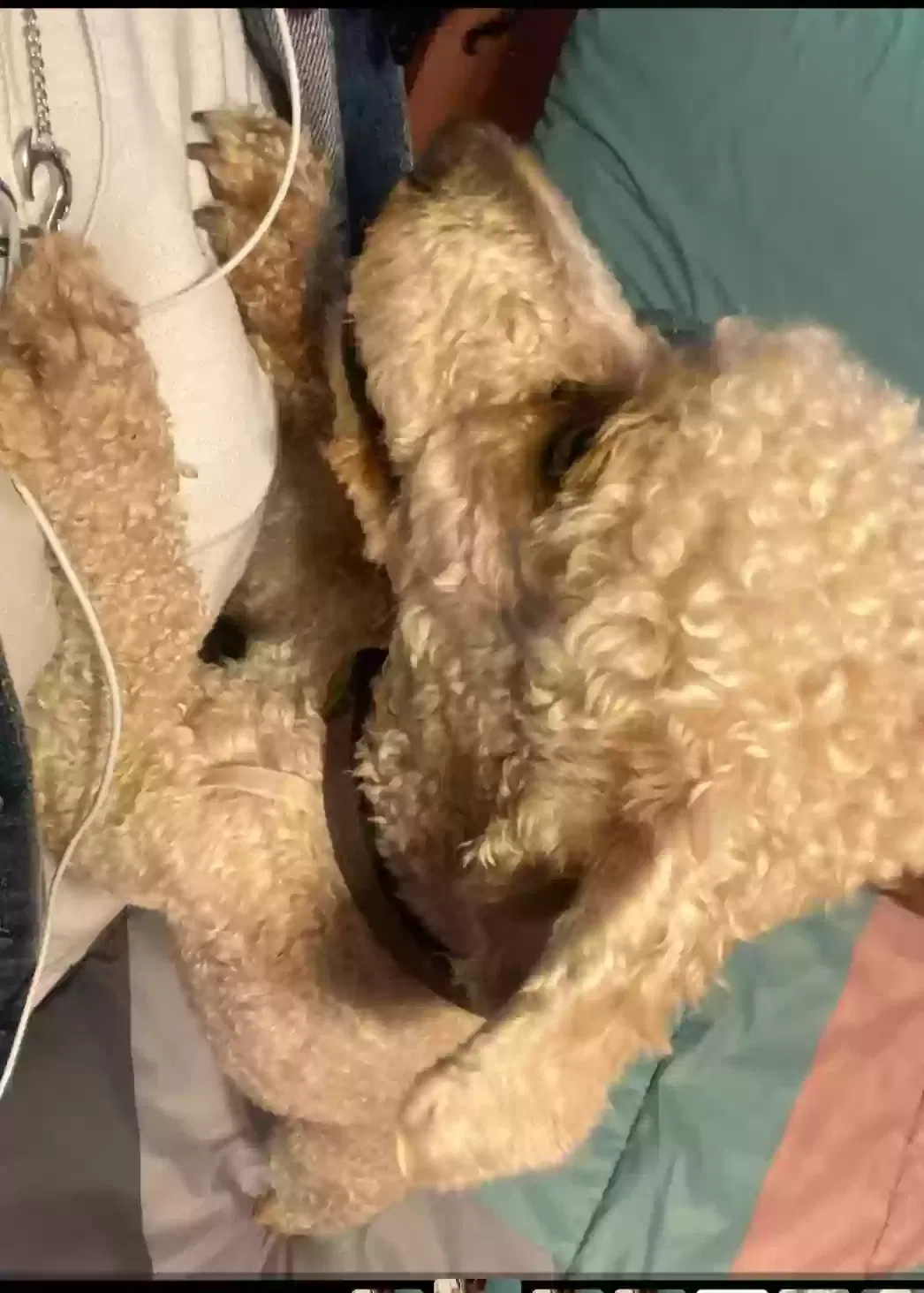 Lost dog in Lancaster, TX, 75146