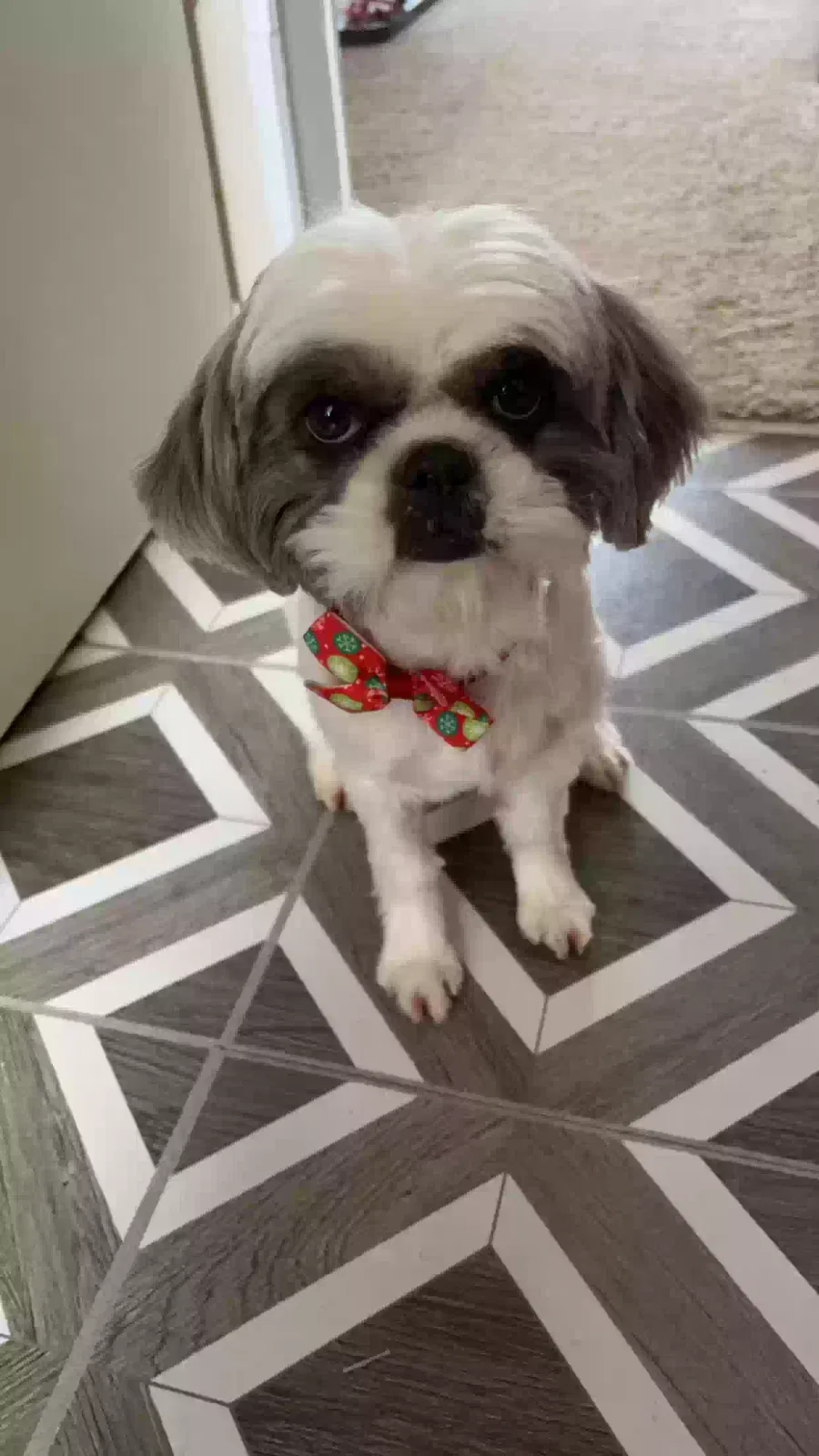 Lost dog in Los Lunas, NM, 87031