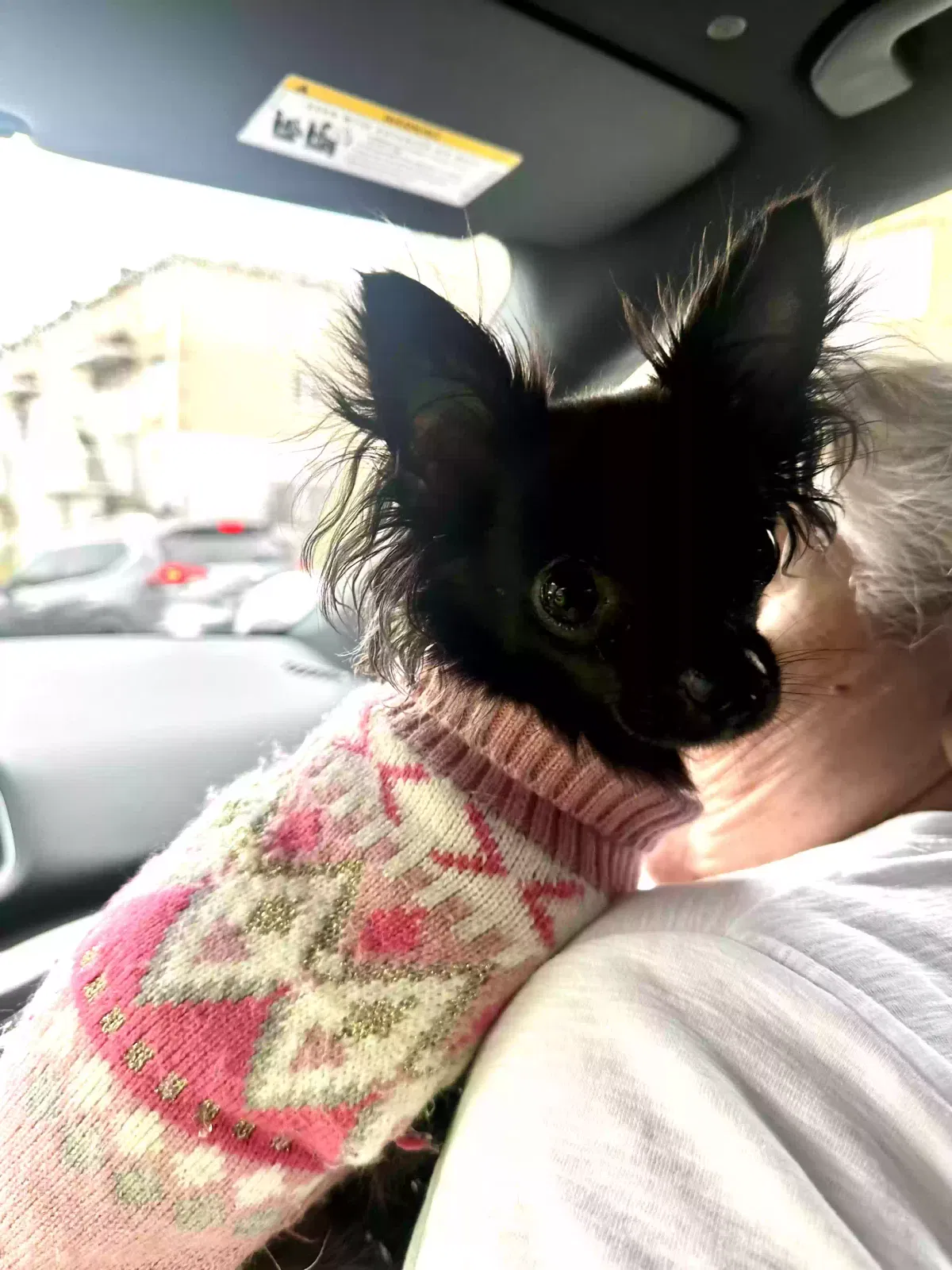 Found dog in Bronx, NY, 10469