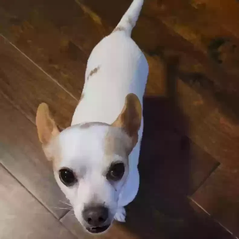 Lost dog in Houston, TX, 77023