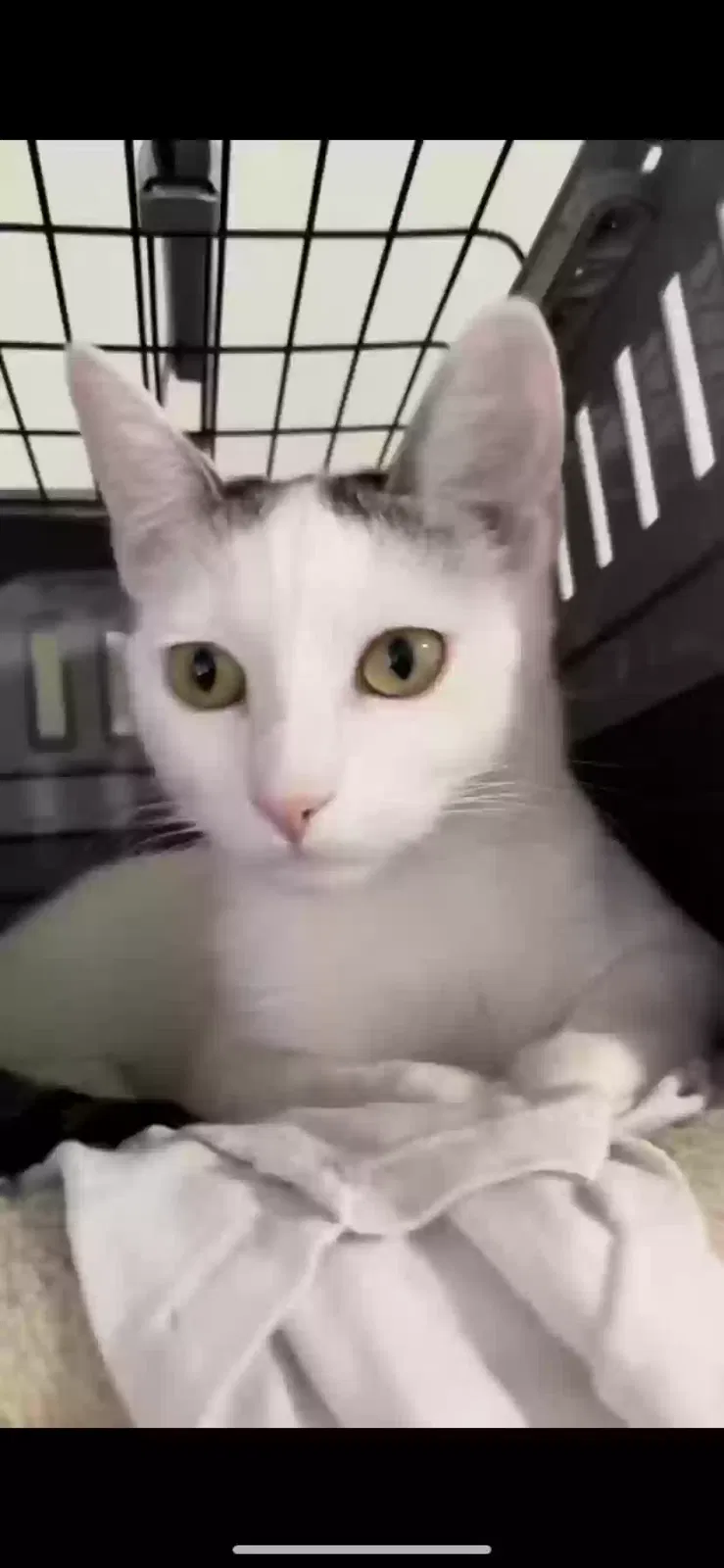 Lost cat in Los Angeles, CA, 90042