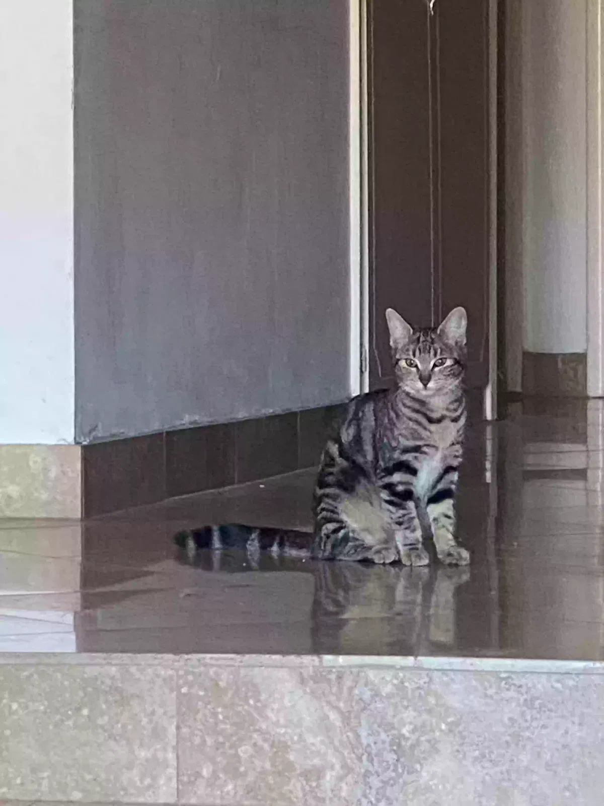 Lost cat in Mesa, AZ, 85201