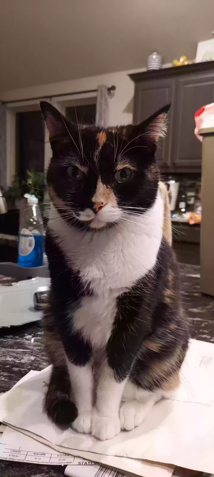Lost cat in Justin, TX, 76247