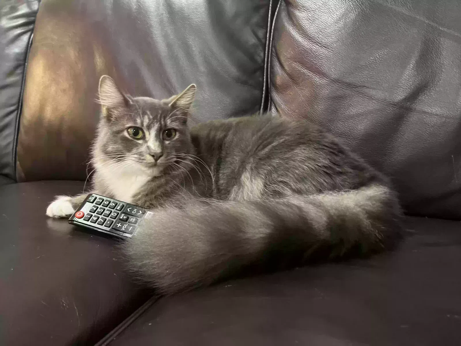 Lost cat in Oregon City, OR, 97045