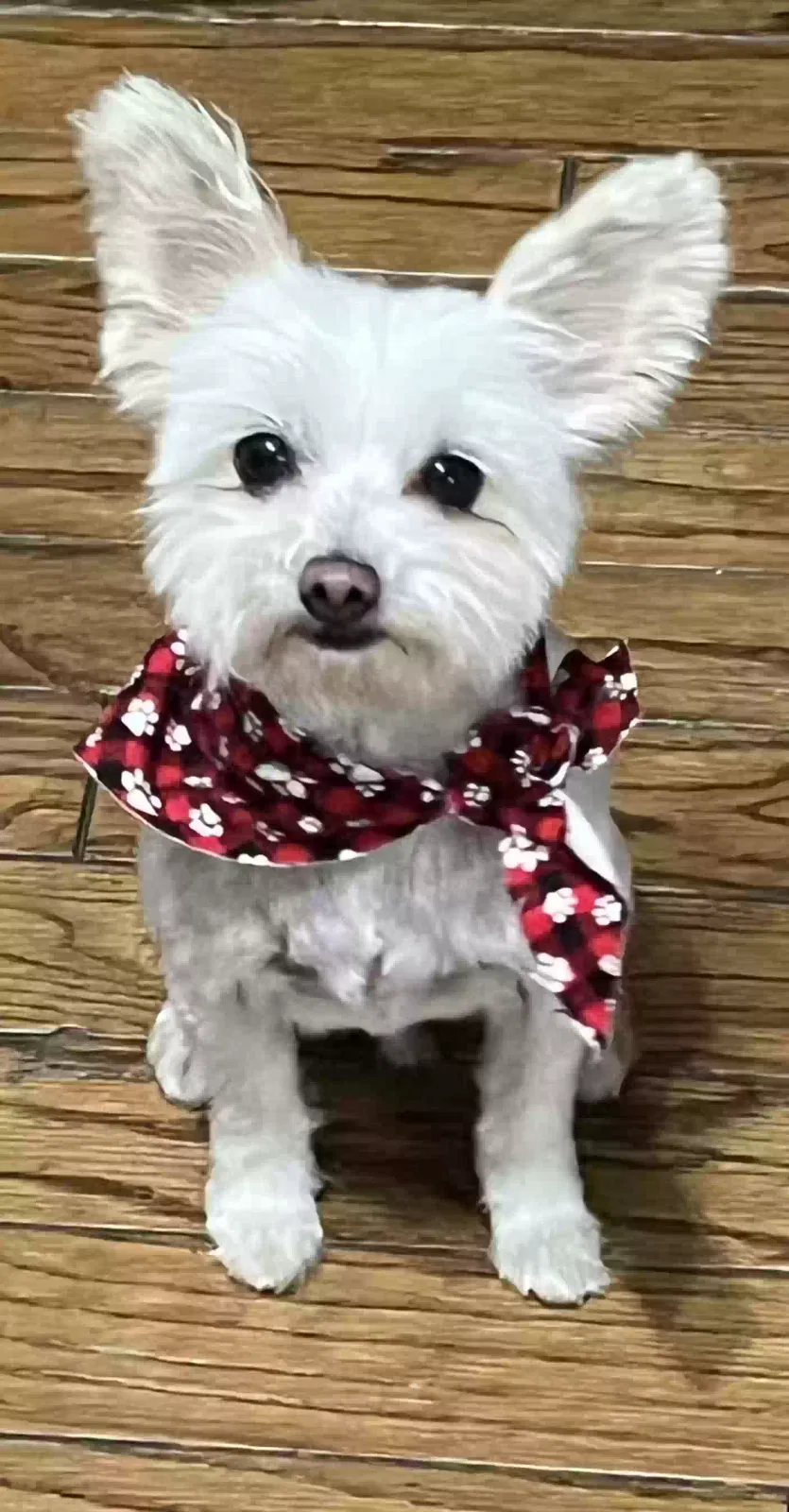 Lost dog in Palmdale, CA, 93550