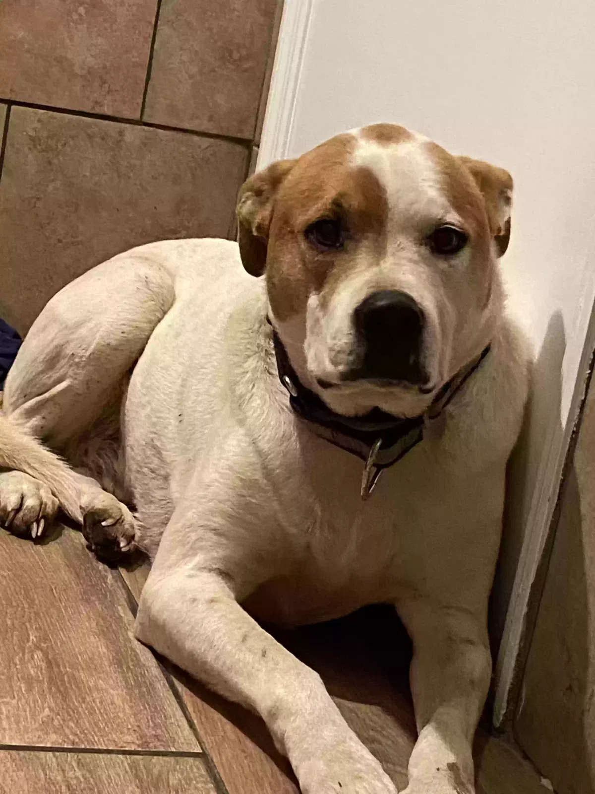 Lost dog in Flat Rock, AL, 35966