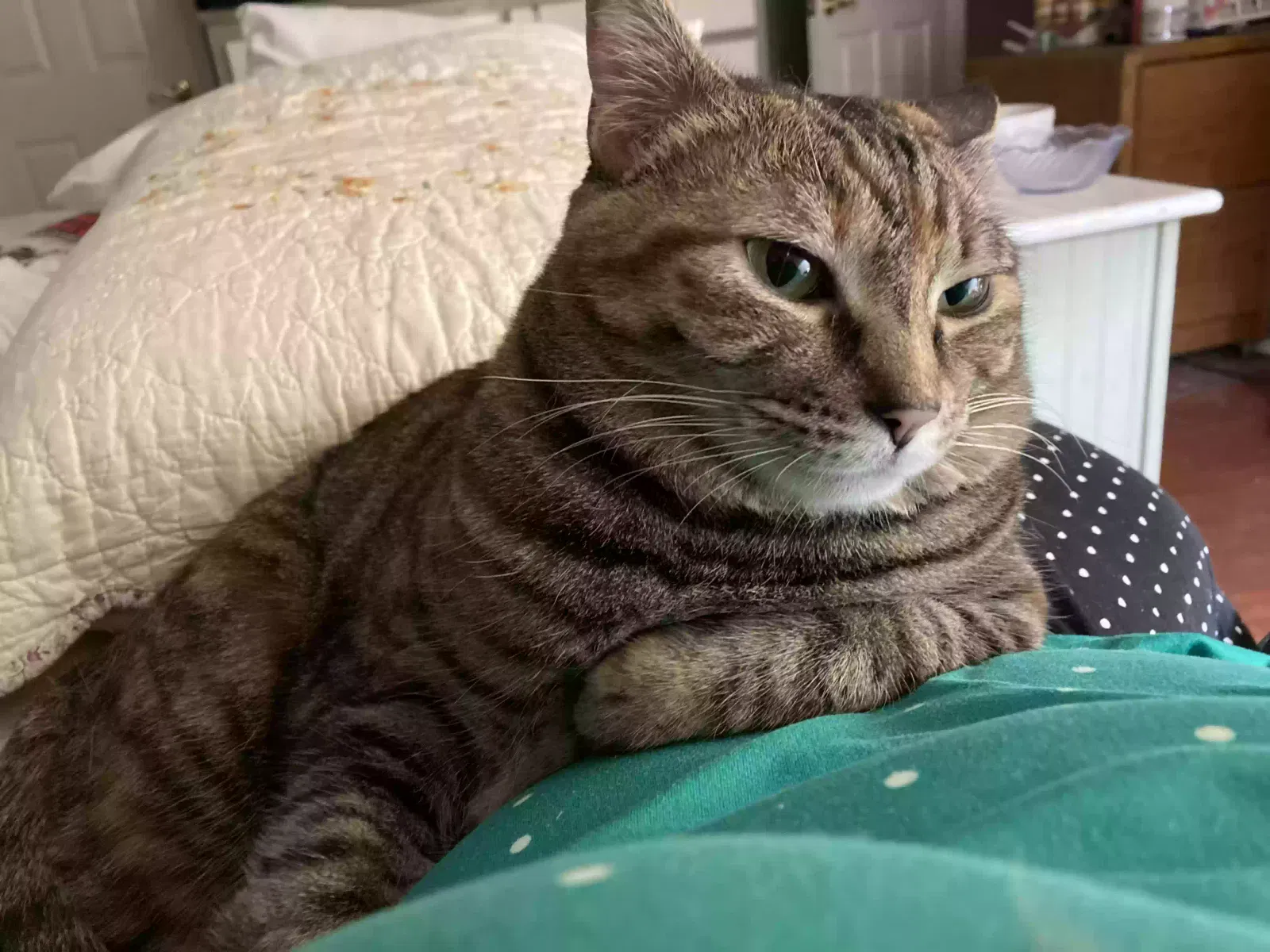 Lost cat in Vancouver, WA, 98683