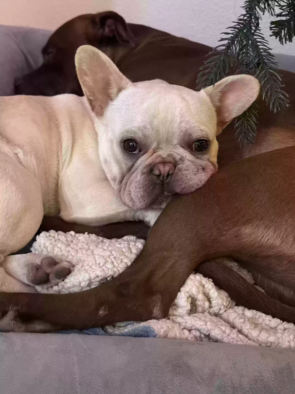 Lost dog in Las Vegas, NV, 89115