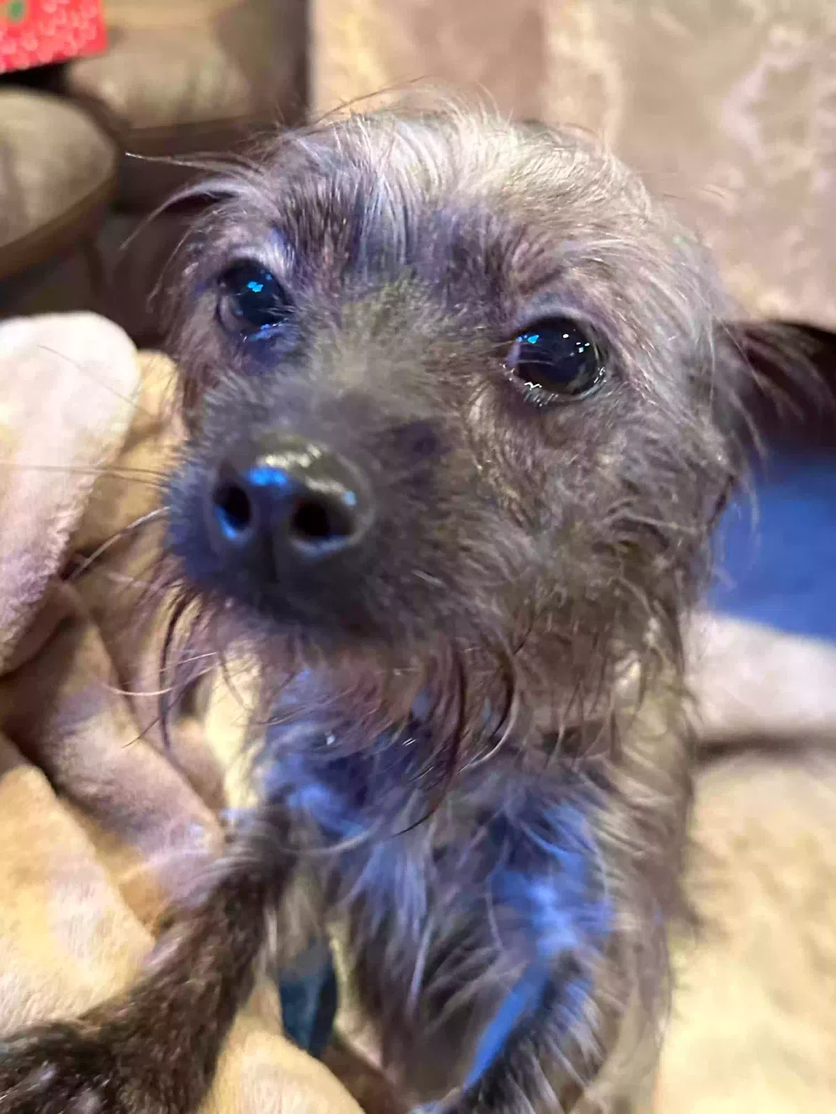 Lost dog in Los Angeles, CA, 90033