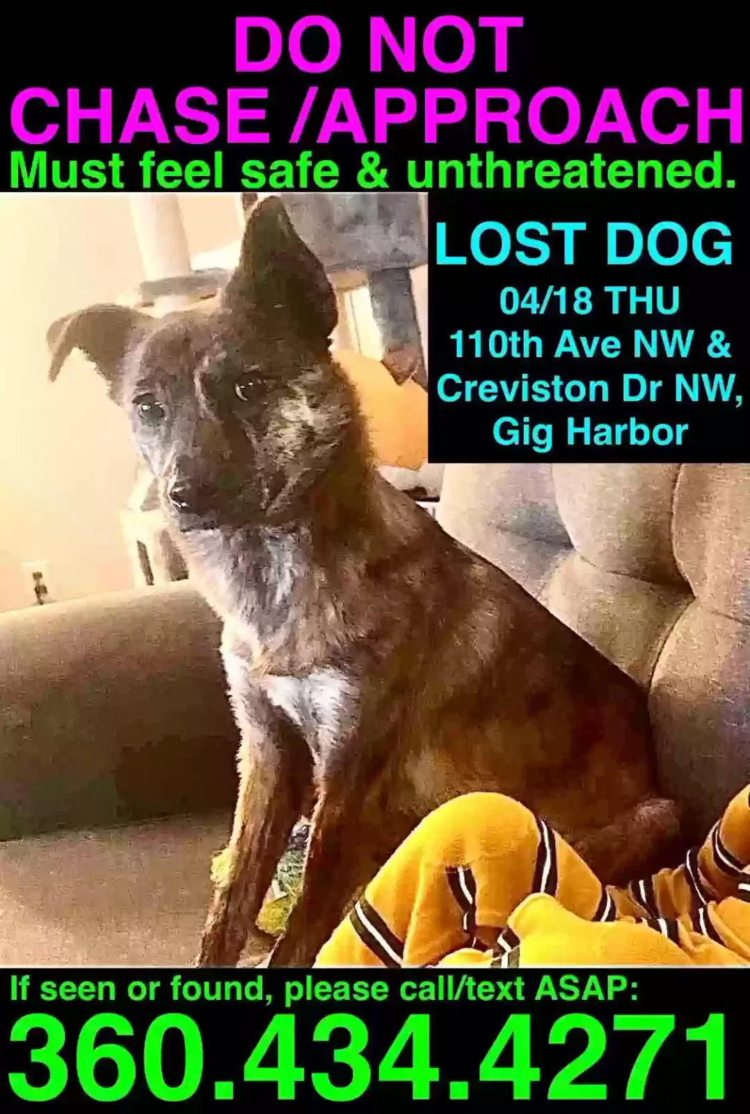 Lost dog in Gig Harbor, WA, 98329
