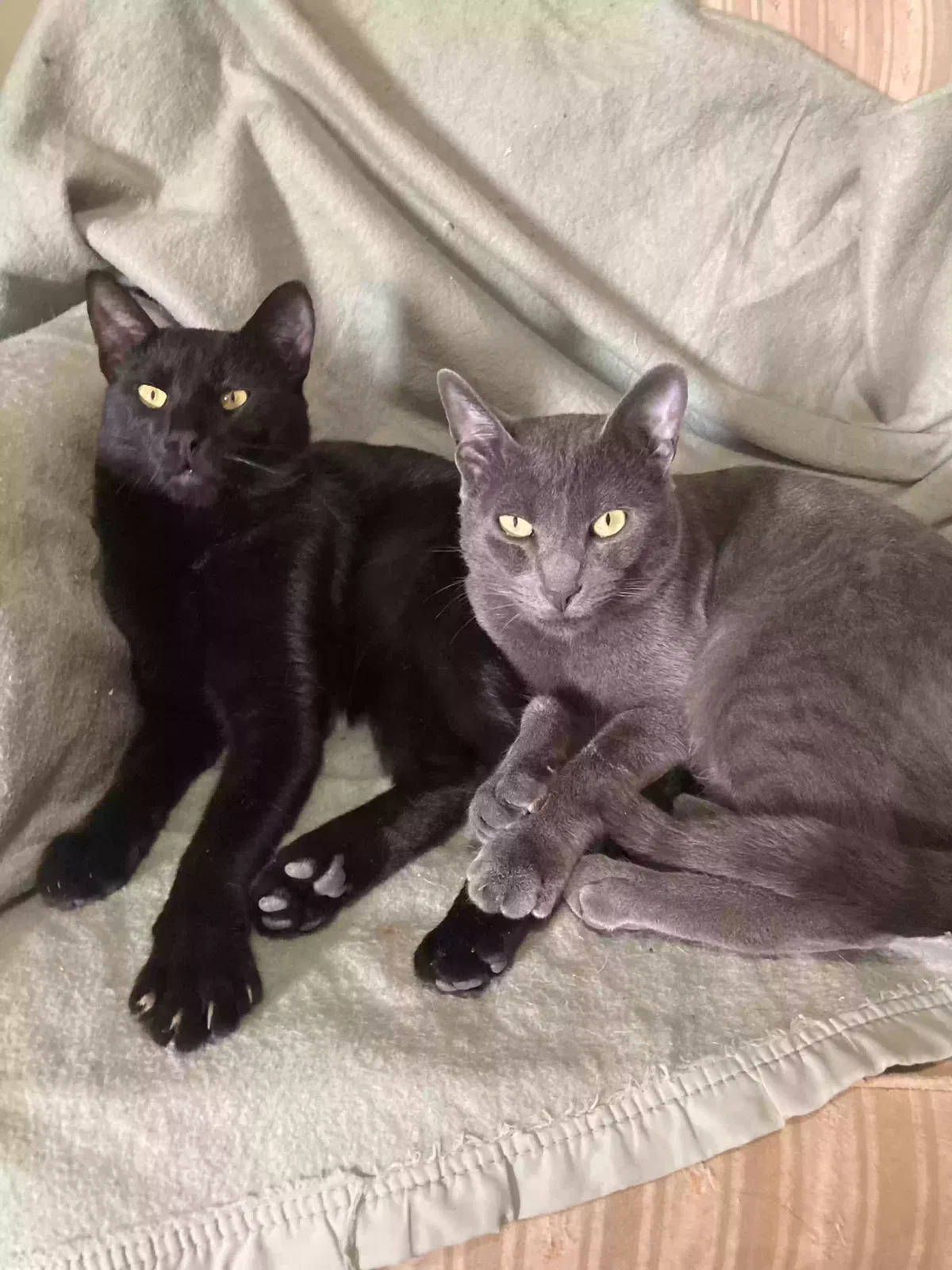 Lost cat in Oklahoma City, OK, 73130