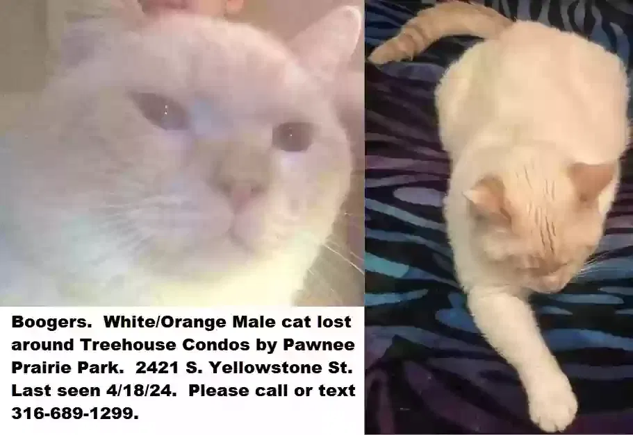 Lost cat in Wichita, KS, 67215