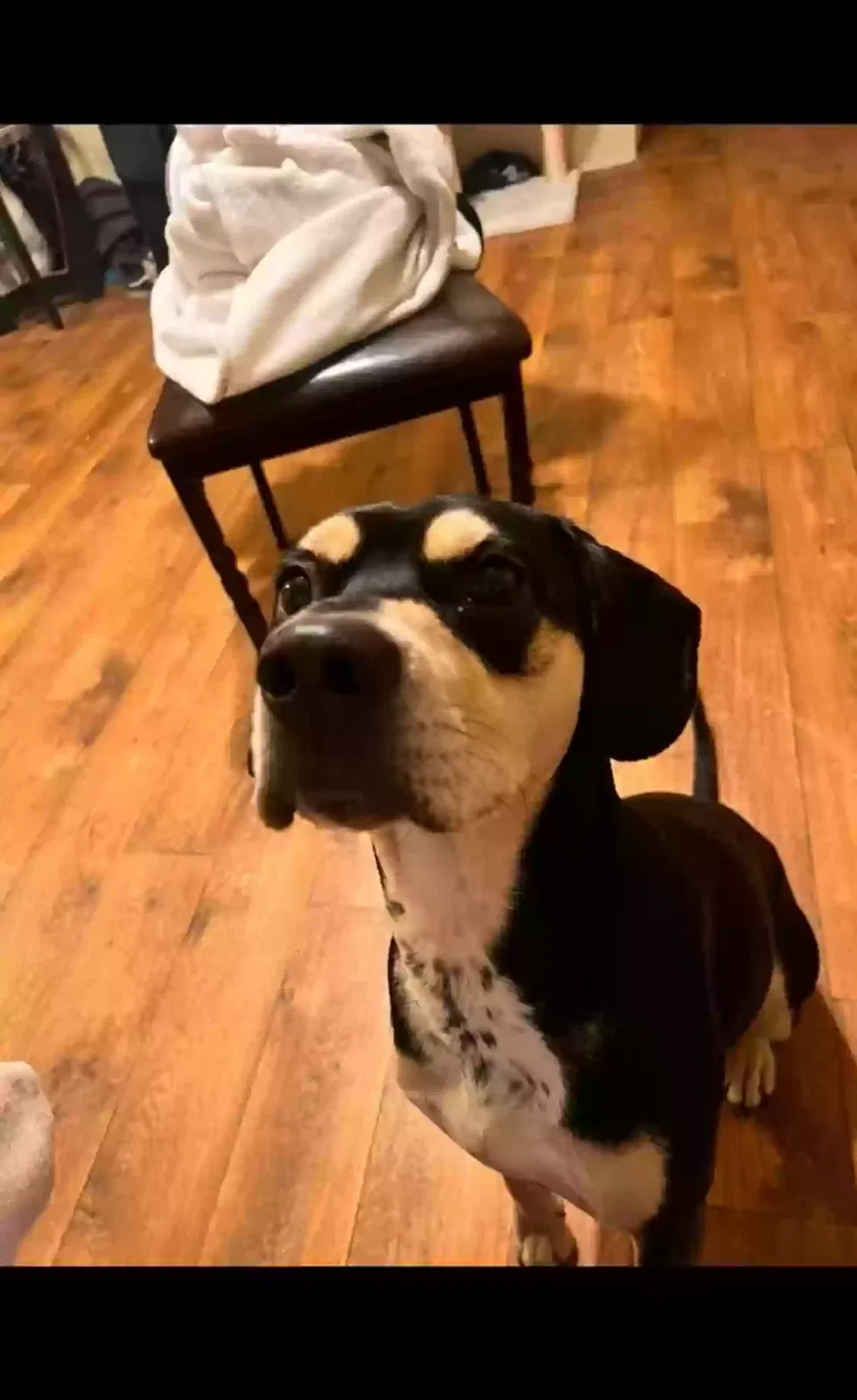 Lost dog in Bakersfield, CA, 93306