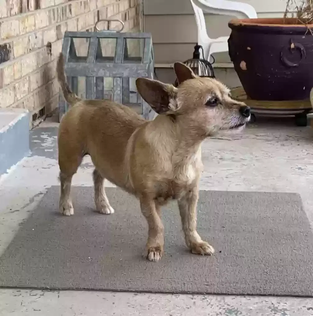 Lost dog in Denver, CO, 80239