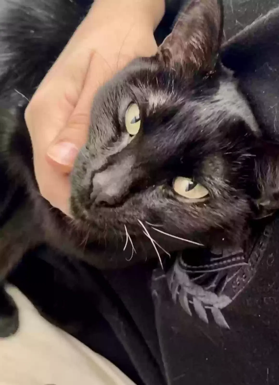 Lost cat in Denver, CO, 80231