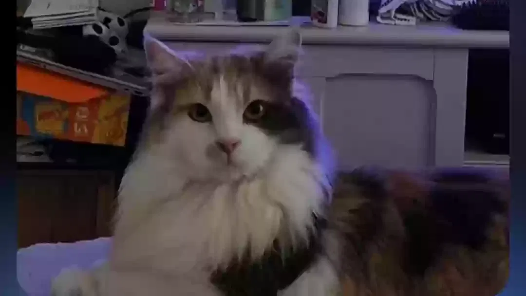 Lost cat in Sacramento, CA, 95811