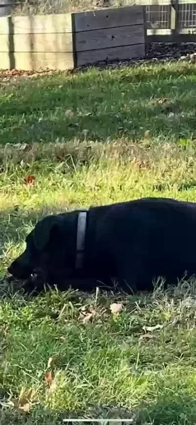 Lost dog in Thomasville, NC, 27360