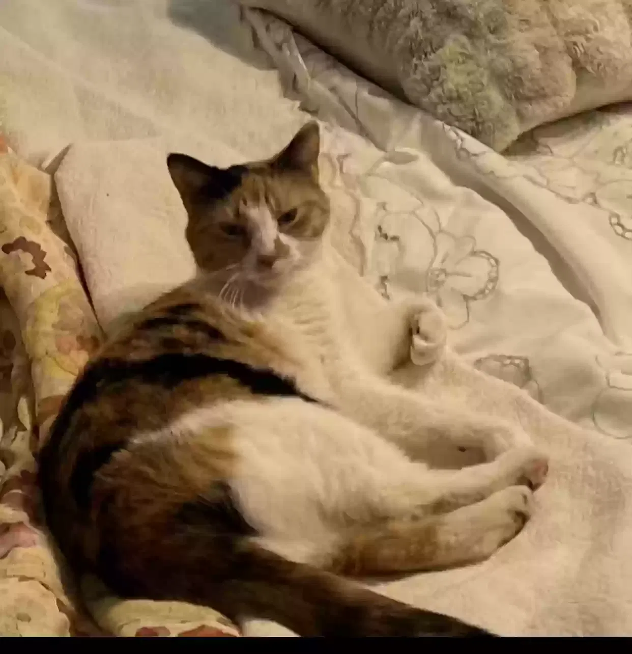 Lost cat in Durham, NC, 27712
