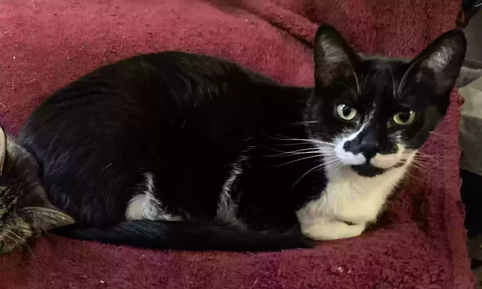 Lost cat in North Hills, CA, 91343