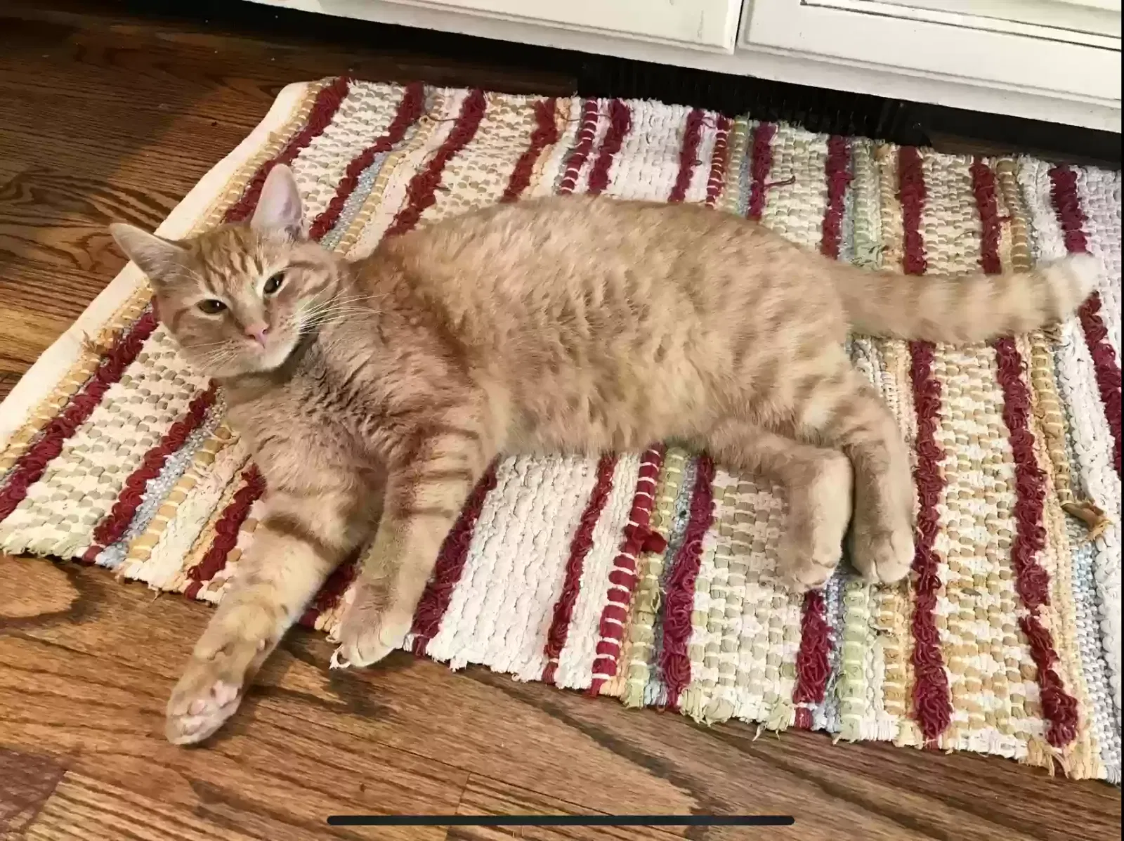 Lost cat in Durham, NC, 27712