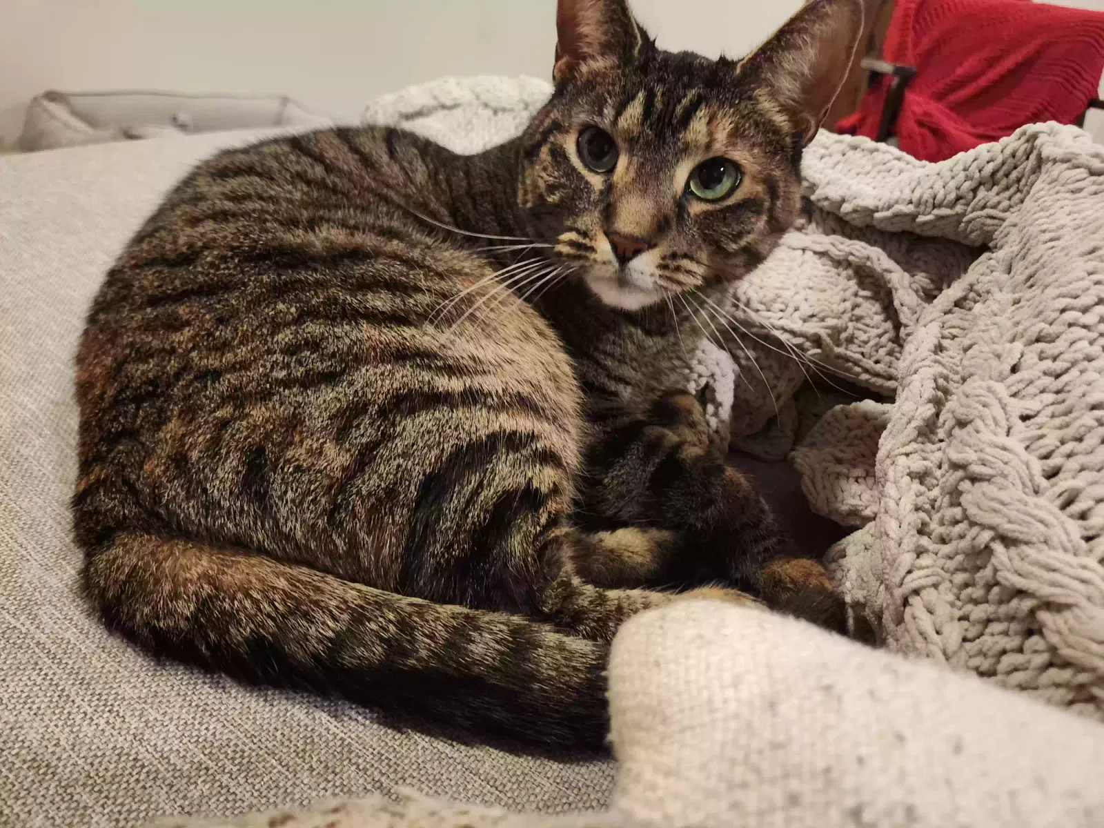 Lost cat in Marshfield, WI, 54449