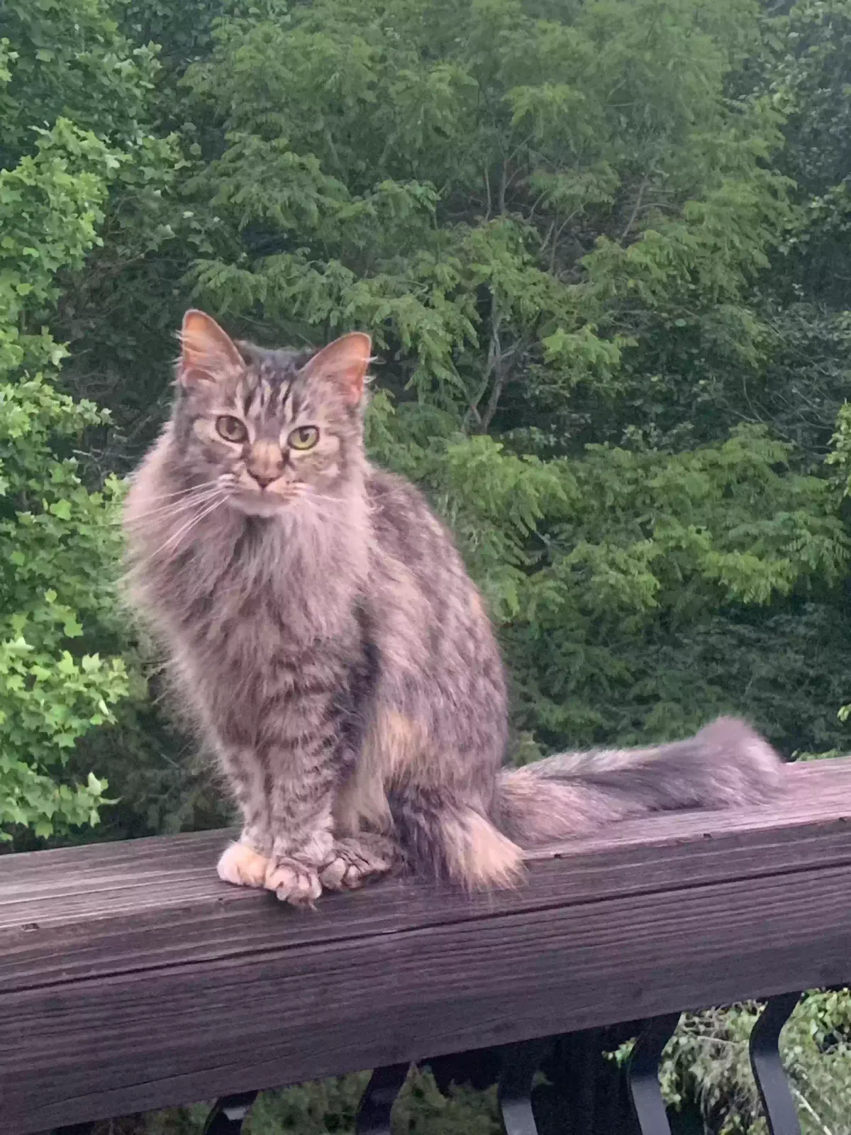 Lost cat in Roanoke, VA, 24018
