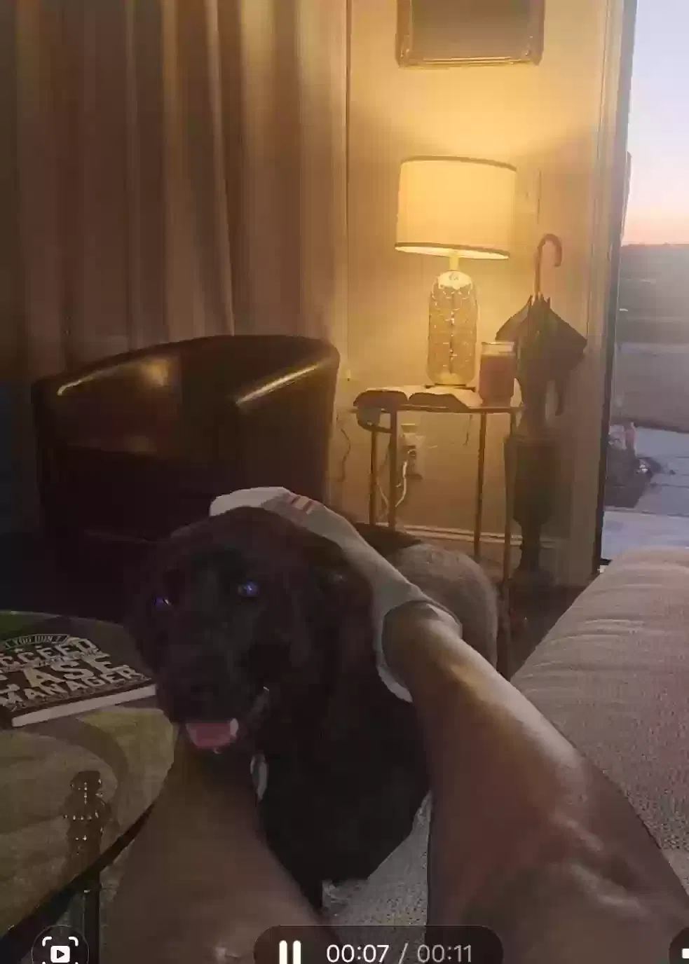 Lost dog in Daytona Beach, FL, 32119