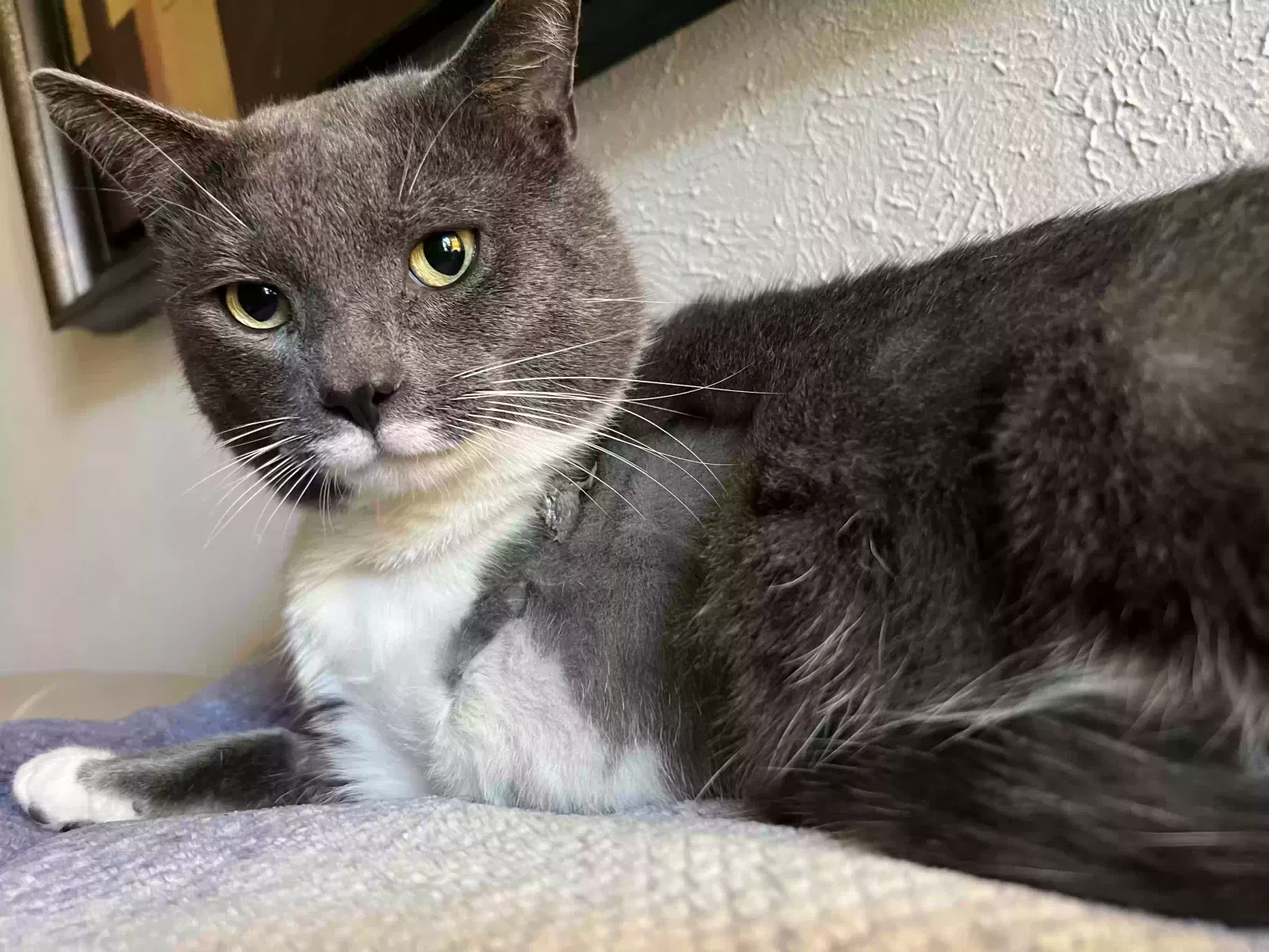 Lost cat in Alvin, TX, 77511