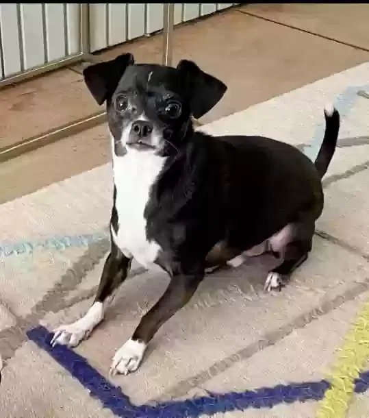 Lost dog in San Jose, CA, 95121