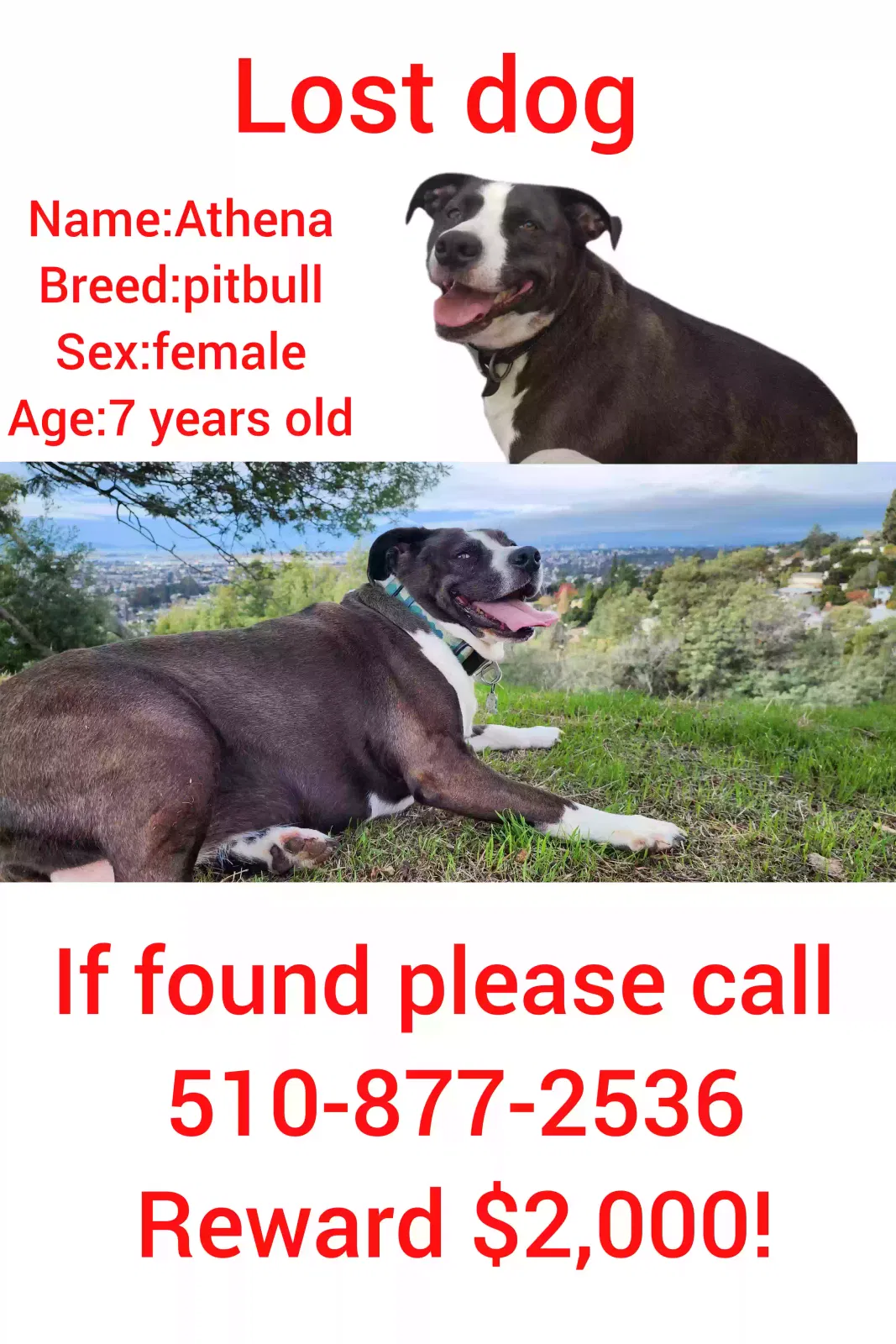 Lost dog in Oakland, CA, 94605