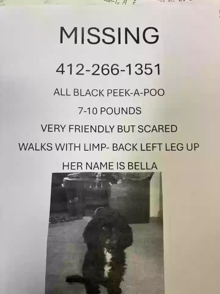Lost dog in Morgan, PA, 15064