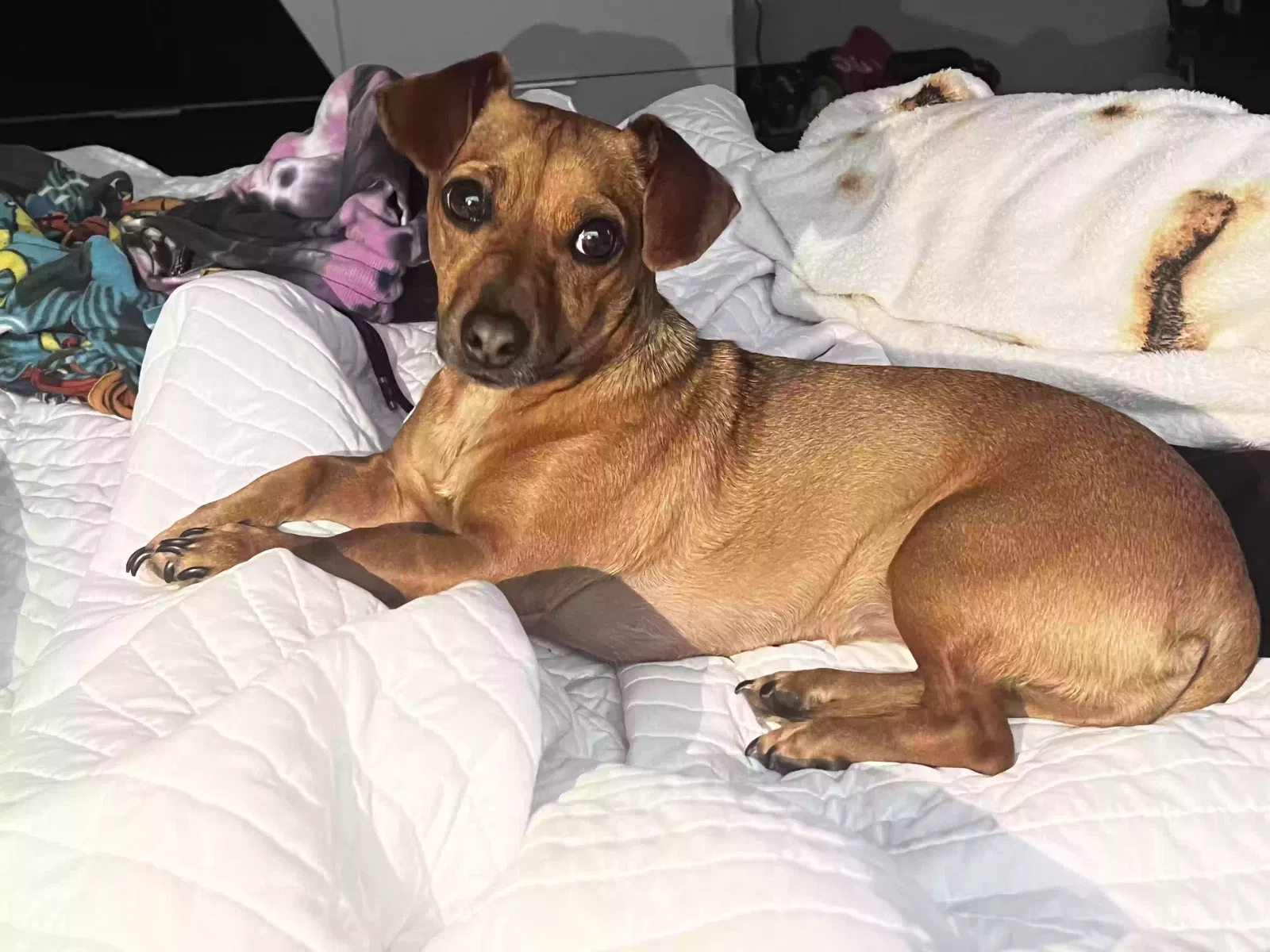 Lost dog in Dallas, TX, 75207