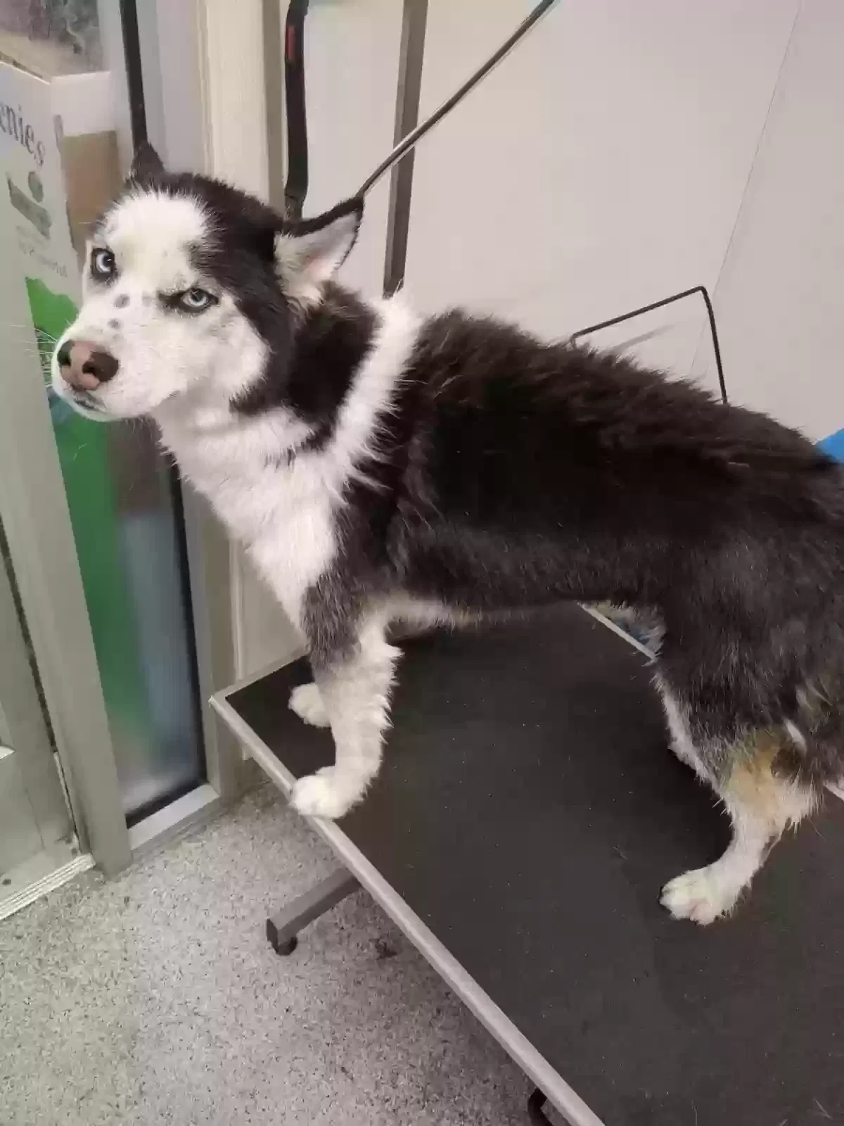Lost dog in Las Vegas, NV, 89101