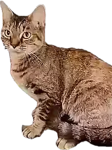 Lost cat in Sylmar, CA, 91342