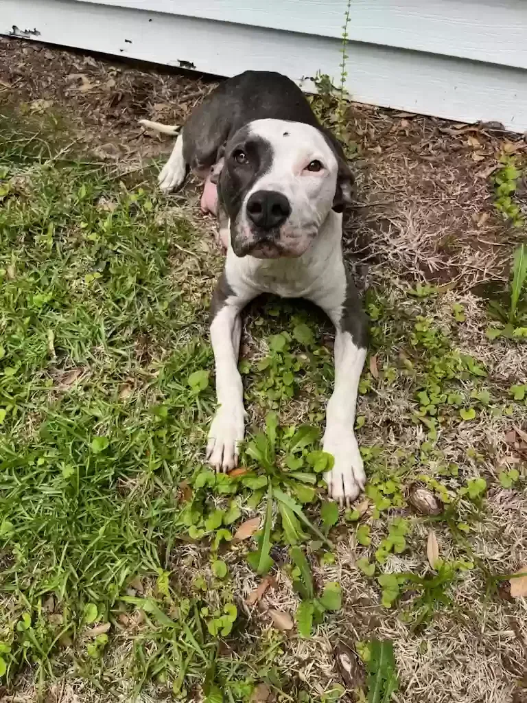 Found dog in Alexandria, LA, 71301
