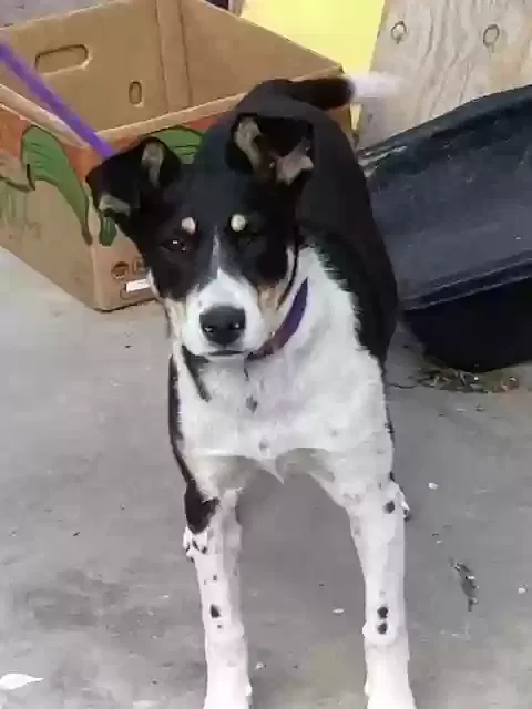Found dog in Albuquerque, NM, 87106